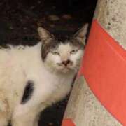 ヒメ日記 2025/12/15 17:21 投稿 ののか 秋葉原コスプレ学園(AKG)