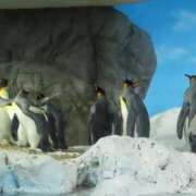 ヒメ日記 2026/01/12 11:56 投稿 ののか 秋葉原コスプレ学園(AKG)