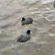 ヒメ日記 2026/02/06 17:10 投稿 ののか 秋葉原コスプレ学園(AKG)