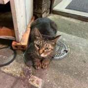 ヒメ日記 2026/02/08 14:11 投稿 ののか 秋葉原コスプレ学園(AKG)