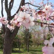 ヒメ日記 2026/03/12 12:02 投稿 ののか 秋葉原コスプレ学園(AKG)