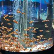 ヒメ日記 2026/03/12 18:31 投稿 ののか 秋葉原コスプレ学園(AKG)