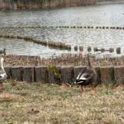ヒメ日記 2026/03/25 18:21 投稿 ののか 秋葉原コスプレ学園(AKG)