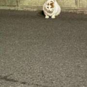 ヒメ日記 2026/03/30 10:41 投稿 ののか 秋葉原コスプレ学園(AKG)