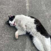 ヒメ日記 2026/03/30 10:45 投稿 ののか 秋葉原コスプレ学園(AKG)