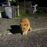 ヒメ日記 2026/04/13 11:21 投稿 ののか 秋葉原コスプレ学園(AKG)