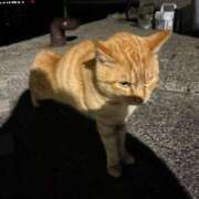 ヒメ日記 2026/04/13 13:01 投稿 ののか 秋葉原コスプレ学園(AKG)