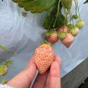 ののか 出勤🌷 秋葉原コスプレ学園(AKG)