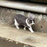 ヒメ日記 2026/10/12 12:05 投稿 ののか 秋葉原コスプレ学園(AKG)