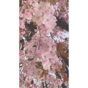 ヒメ日記 2025/04/16 00:15 投稿 もか 池袋マリン本店