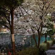 ヒメ日記 2025/03/30 09:59 投稿 ゆきほ 熟女の風俗最終章 池袋店