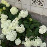 ヒメ日記 2025/06/13 21:14 投稿 ゆきほ 熟女の風俗最終章 池袋店