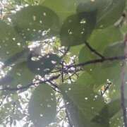 ヒメ日記 2025/09/25 23:45 投稿 あゆな サンキュー仙台店