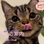 神里いずは 本日の出勤案内だよん💐.°♡🐱ྀི📝 禁断のメンズエステR-18堺・南大阪店