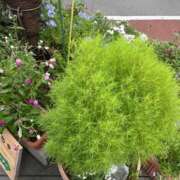 ヒメ日記 2025/09/11 07:02 投稿 すずか マダムの品格