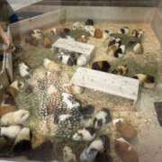 ヒメ日記 2025/09/02 16:11 投稿 みみ 制服天国（ユメオト）