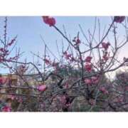 ヒメ日記 2026/01/25 19:04 投稿 新垣いちか ハールブルク