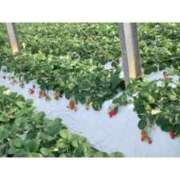 ヒメ日記 2026/02/17 19:21 投稿 新垣いちか ハールブルク