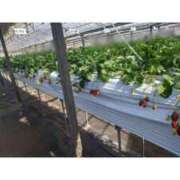 ヒメ日記 2026/03/04 18:15 投稿 新垣いちか ハールブルク