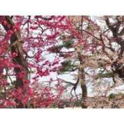 ヒメ日記 2026/03/11 21:01 投稿 新垣いちか ハールブルク