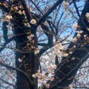 ヒメ日記 2026/03/23 14:10 投稿 新垣いちか ハールブルク