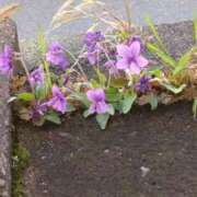 ヒメ日記 2026/03/27 11:49 投稿 新垣いちか ハールブルク