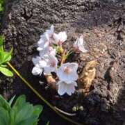 ヒメ日記 2026/04/04 16:52 投稿 新垣いちか ハールブルク