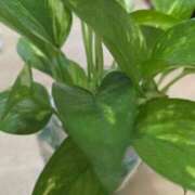 ヒメ日記 2025/09/05 09:26 投稿 いお 熟女家 京橋店