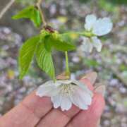ヒメ日記 2026/04/03 09:18 投稿 いお 熟女家 京橋店