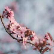 みこと 4月の出勤について SUZUME