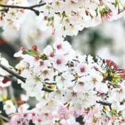 ヒメ日記 2026/03/26 17:45 投稿 りかこ 甲府人妻隊