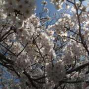 ヒメ日記 2025/04/08 21:58 投稿 瑞穂 あかり 30代40代50代と遊ぶなら博多人妻専科24時