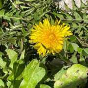 ヒメ日記 2025/04/09 10:45 投稿 さなえ 熟女の風俗最終章 相模原店