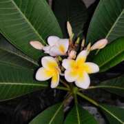 ヒメ日記 2025/07/26 08:36 投稿 奈々(なな) ロケットワイフ