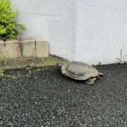 ヒメ日記 2024/07/02 18:20 投稿 ほたる 奥鉄オクテツ神奈川店（デリヘル市場グループ）