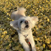 ヒメ日記 2024/12/21 19:30 投稿 ほたる 奥鉄オクテツ神奈川店（デリヘル市場グループ）