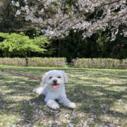 ヒメ日記 2025/04/06 09:00 投稿 ほたる 奥鉄オクテツ神奈川店（デリヘル市場グループ）