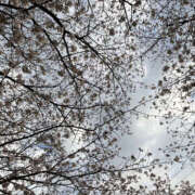 ヒメ日記 2025/04/07 06:45 投稿 ほたる 奥鉄オクテツ神奈川店（デリヘル市場グループ）