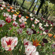 ヒメ日記 2025/05/12 22:00 投稿 ほたる 奥鉄オクテツ神奈川店（デリヘル市場グループ）