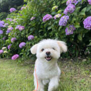 ヒメ日記 2025/06/21 08:30 投稿 ほたる 奥鉄オクテツ神奈川店（デリヘル市場グループ）