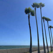 ヒメ日記 2025/08/07 08:20 投稿 ほたる 奥鉄オクテツ神奈川店（デリヘル市場グループ）