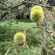 ヒメ日記 2025/09/20 13:20 投稿 ほたる 奥鉄オクテツ神奈川店（デリヘル市場グループ）