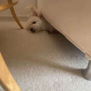 ヒメ日記 2025/11/17 09:30 投稿 ほたる 奥鉄オクテツ神奈川店（デリヘル市場グループ）