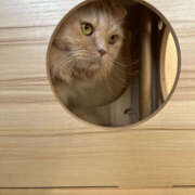 ヒメ日記 2026/04/10 11:20 投稿 ほたる 奥鉄オクテツ神奈川店（デリヘル市場グループ）