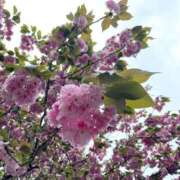 ヒメ日記 2026/04/16 07:30 投稿 ほたる 奥鉄オクテツ神奈川店（デリヘル市場グループ）