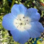 ヒメ日記 2026/03/21 12:54 投稿 みみ『ガール』 ディオーネ