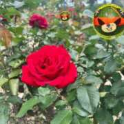 ヒメ日記 2025/05/26 23:52 投稿 まなみ 奥様鉄道69 FC山口店(周南)