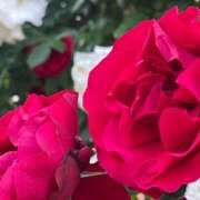 ヒメ日記 2025/05/24 10:44 投稿 すみれ Body Special(ボディスペシャル)