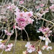 ヒメ日記 2025/04/10 13:02 投稿 来栖 倶楽部 月兎