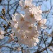 ヒメ日記 2025/03/27 08:19 投稿 かおる 熟女の風俗最終章 仙台店